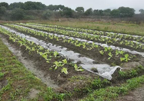 軟體沼氣池構造種殖綠色生態循環系統